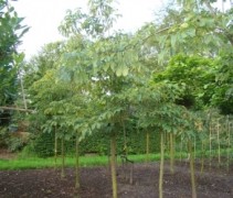 Aesculus pavia 