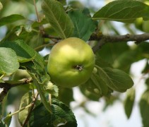 Malus domestica 'Present van Engeland'