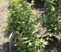 Parrotia persica Persian Spire