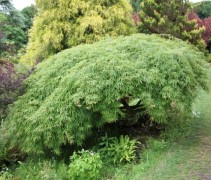 Acer palmatum Dissectum
