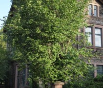 Corylus Avellana toepassing als grote struik