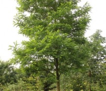 Valse Acacia 'Bessoniana' op kwekerij te Apeldoorn