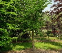 Carpinus betulus - Haagbeuk - 1