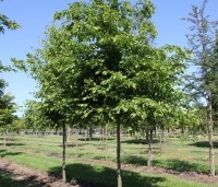 Carpinus betulus - Haagbeuk - 2