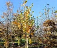 Acer davidii  - Chinese esdoorn - hoogstam