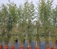 Phyllostachys aureosulcata 'Aureocaulis' - Gele Bamboe - 2