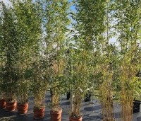 Phyllostachys aureosulcata 'Aureocaulis' - Gele Bamboe - 3