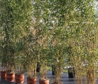 Phyllostachys aureosulcata 'Aureocaulis' - Gele Bamboe - 1