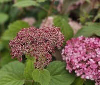 Hydrangea arborescens 'Invincibelle' - Hortensia Invincibelle (Pink Annabelle) - 4