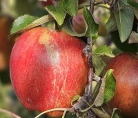 Malus dom. 'Braeburn' - Malus 'Braeburn' - 2