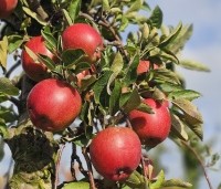 Malus dom. 'Braeburn' - Malus 'Braeburn' - 1