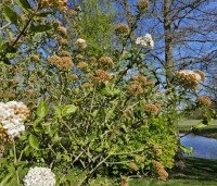 Viburnum carlcephalum - Sneeuwbal carlcephalum - 1