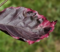 Fagus sylvatica 'Purpurea Tricolor' - Bonte rode beuk - 1
