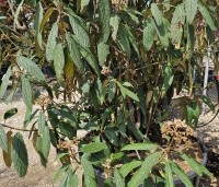 Viburnum rhytidophyllum - Sneeuwbal - 1