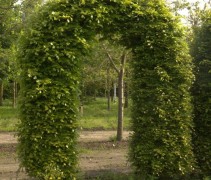 Fagus Sylvatica boogvorm