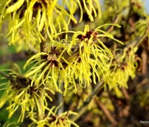 Hamamelis x intermedia Pallida