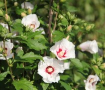 Hibiscus Red Heart