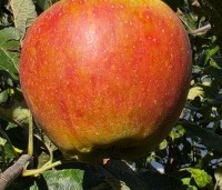 Malus dom. 'Cox Orange Pippin' - Malus 'Cox' - 1