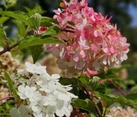 Tuinhortensia 'Vanille Fraise®' online kopen