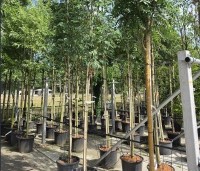Sorbus aucuparia 'Edulis' - Meelbes - 5