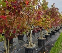 Liquidambar styraciflua - Amberboom - 1