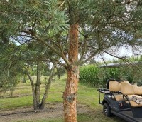 Pinus sylvestris 'Glauca' - Grove den 'Glauca' - 1