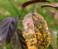 Malus toringo 'Scarlett' - Roodbladige sierappel 'Scarlett' - 2