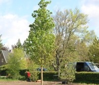 Acer platanoides - Noorse Esdoorn - 1