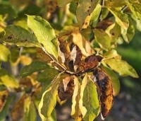 Magnolia 'Susan' - Beverboom - herfst