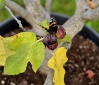Ficus carica 'Brown Turkey' - Vijg 'Brown Turkey' - 3