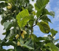 Magnolia x Brooklynensis 'Yellow Bird' - Magnolia 'Yellow Bird' - 4