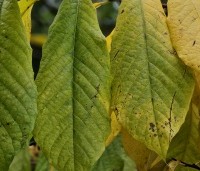 Asimina triloba - Pawpaw - herfst 2024