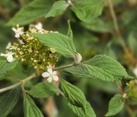 Viburnum plicatum 'Watanabe' - Sneeuwbal 'Watanabe' - 1