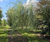 Salix sepulcralis 'Chrysocoma' - Treurwilg - 1
