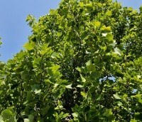 Liriodendron tulipifera 'Fastigiatum' - Zuilvormige Tulpenboom - 1