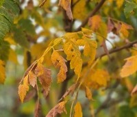 Koelreuteria paniculata - Chinese vernisboom - 1