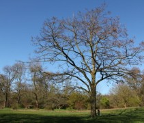 Robinia Pseudoacacia