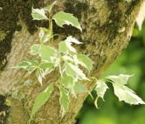 Acer Negundo Flamingo