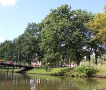 Quercus Robur toepassing stadspark Zwolle