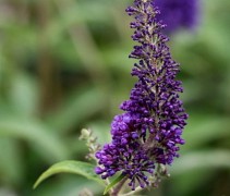 Vlinderstruik 'Empire Blue' met paars blauwe bloemen