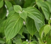 Cornus 'Norman Hadden' - Japanse grootbloemige kornoelje 'Norman Hadden' - 3