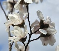 Magnolia loebneri 'Merrill' - Beverboom - 4