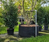 Prunus laurocerasus 'Elly'