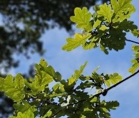 Quercus robur - Zomereik - 4