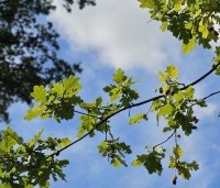 Quercus robur - Zomereik - 5