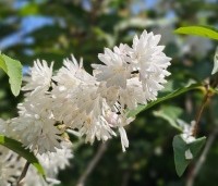 Deutzia crenata 'Pride Of Rochester' - Bruidsbloem  'Pride Of Rochester' - 1