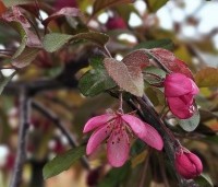 Malus toringo 'Freja' - Sierappel 'Freja'  - 4