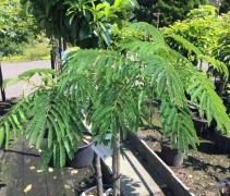 Albizia jul. Ombrella