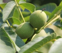 Juglans regia 'Jupiter'