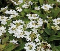 Viburnum Watanabe